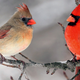 Illustration for article titled Help me identify this bird